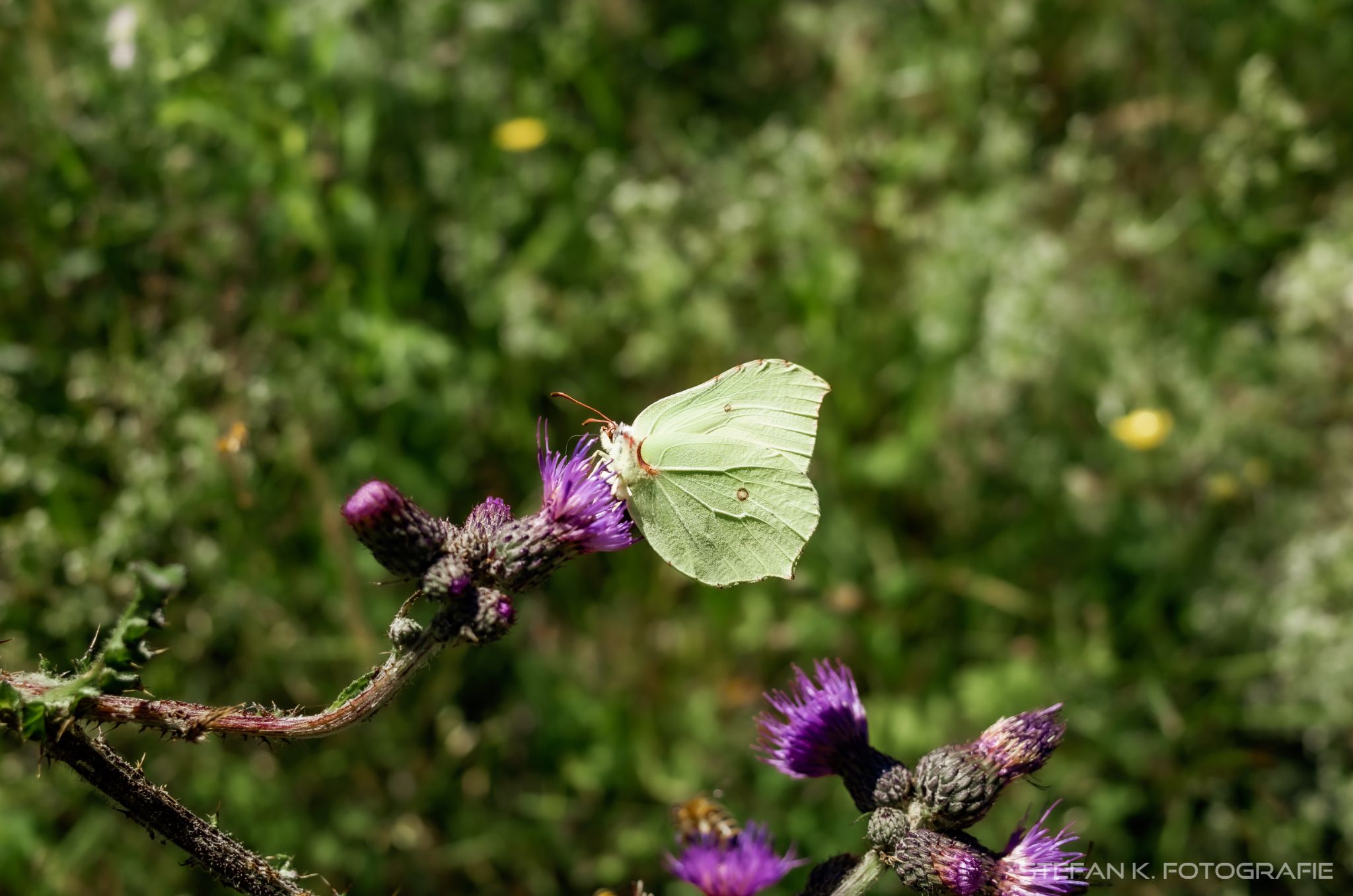 Entlang der Wehra von Todtmoos nach Wehr